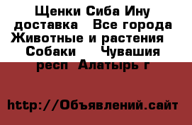 Щенки Сиба Ину доставка - Все города Животные и растения » Собаки   . Чувашия респ.,Алатырь г.